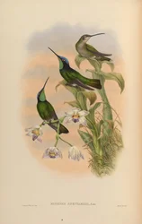 Eugenes spectabilis = Eugenes fulgens spectabilis